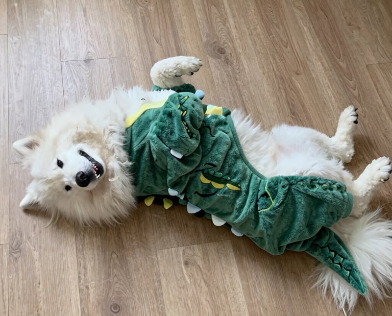 Un perro samoyedo blanco y esponjoso, con un disfraz de dinosaurio verde, tumbado boca arriba