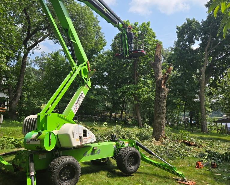 tree removal services in plymouth mn