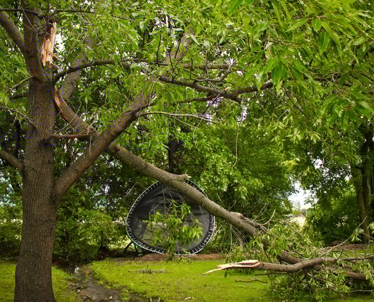 tree removal services in eden prairie mn