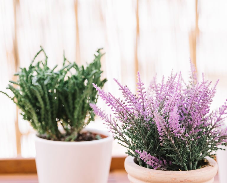 Bruyère de rocaille