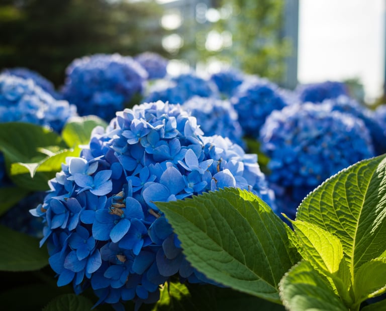 Hortensias