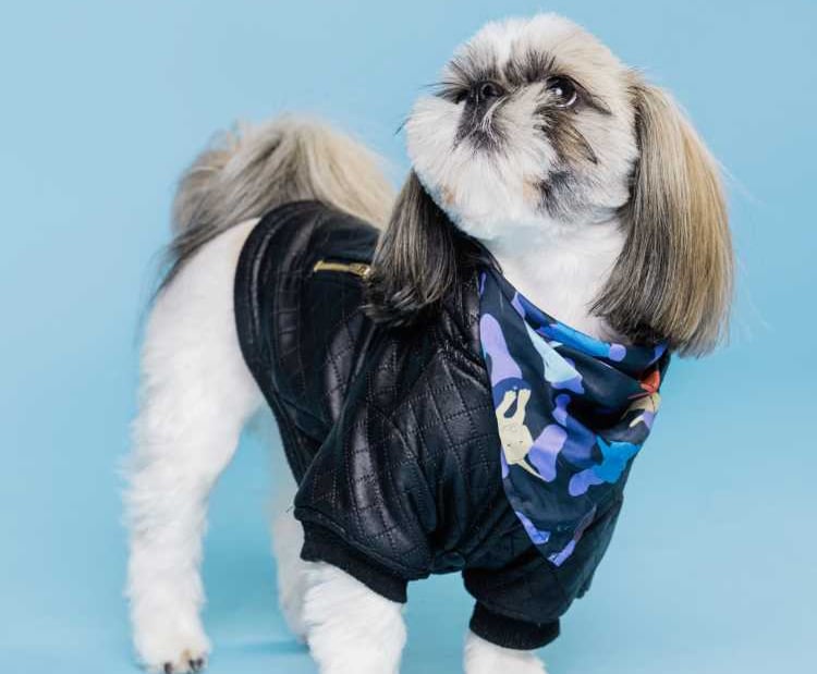Perro Shih Tzu mirando hacia arriba con chamarra negra acolchada y pañoleta con estampado de camuflaje azul sobre fondo azul.