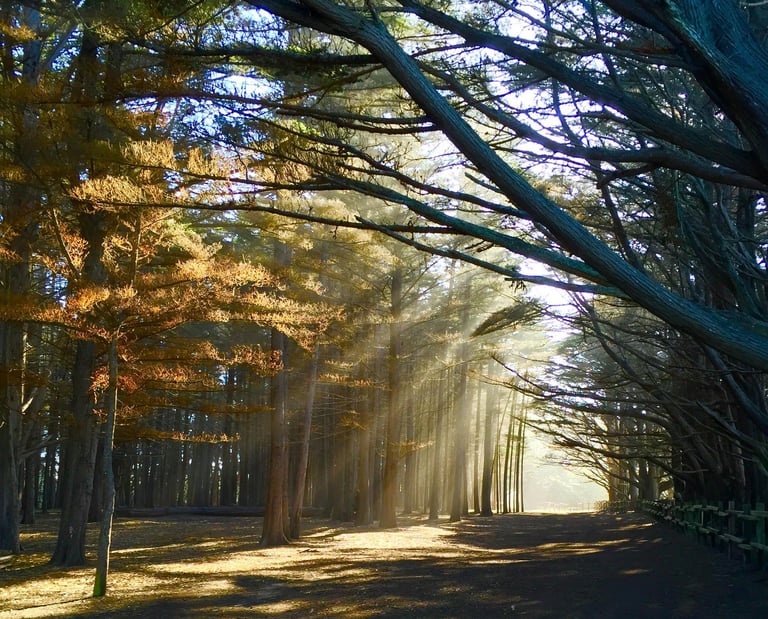 Cami Hoang – Forest Light Awakening | Home Reiki Section