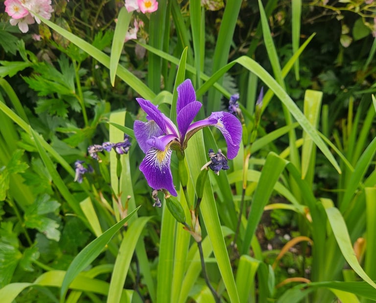 An Iris in flower in a summer planting scheme