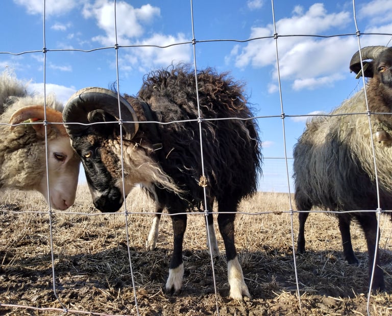 Icelandic sheep affectionately resting their heads together