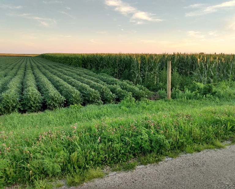 The meeting line of two thriving green crop fields in rural Illinois