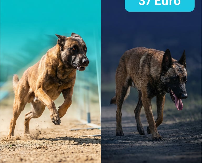 Sporthund mit Energieverlust – volle Energie vs. Erschöpfung im Training