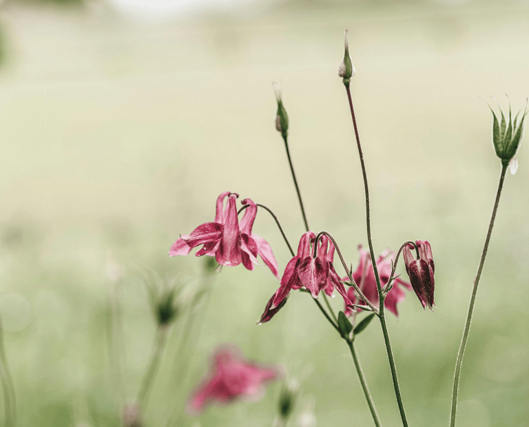 Columbine flower signifying holistic natural support for perimenopause and menopause