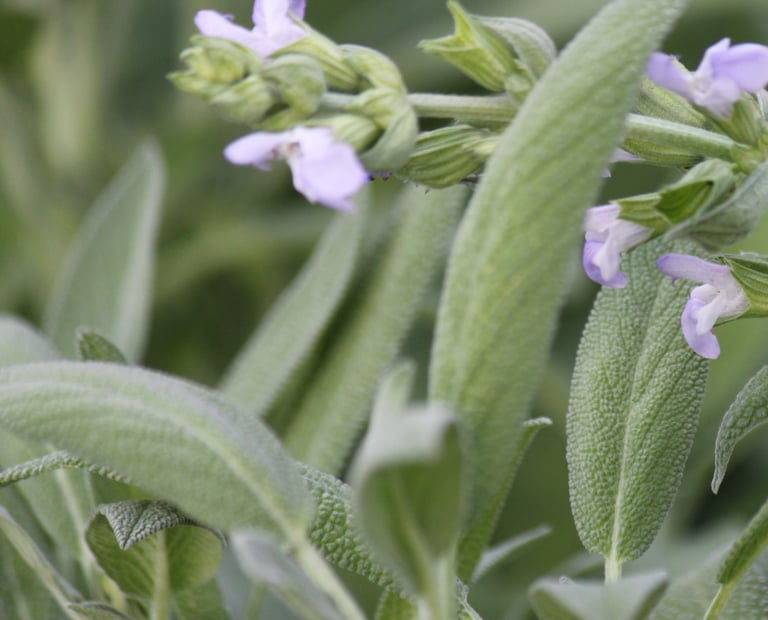 flowering sage signifies natural solutions for peripheral neuropathy in Basalt, CO