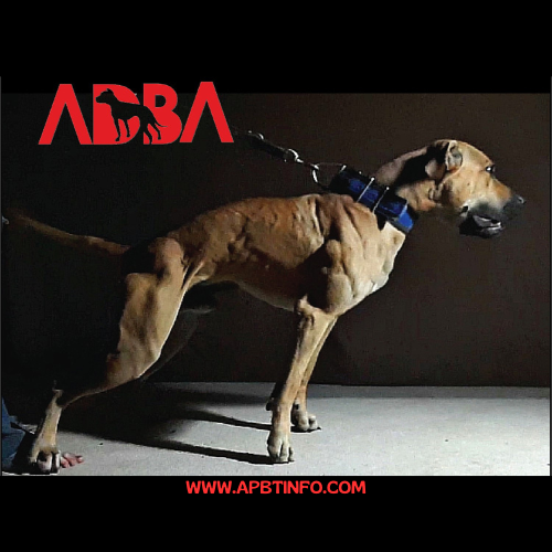 original apbt adba pitbull dog