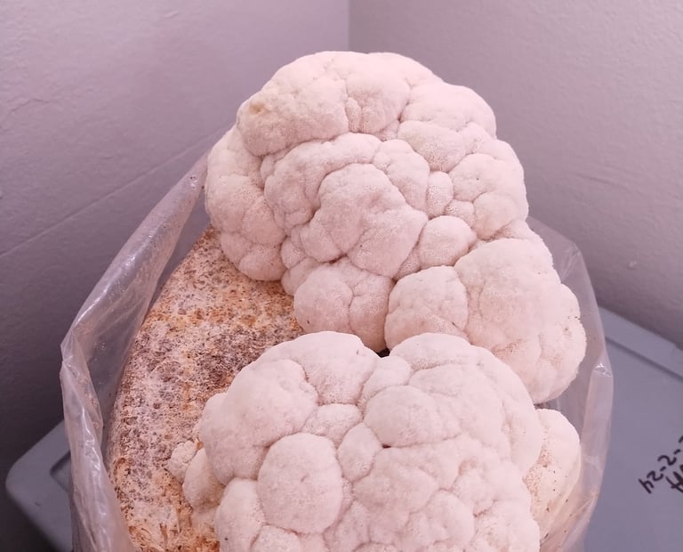 LIons mane top fruiting out of grow block