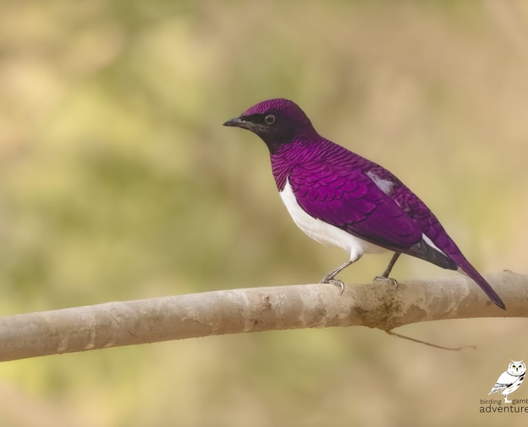 Violet-backed Starling – Birding Adventures Gambia