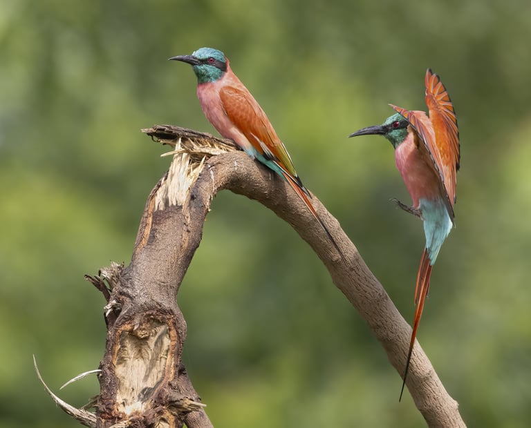 Carmine Bee-eater | Birding Adventures Gambia