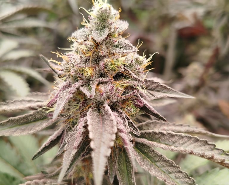 Fleur de CBD indoor premium cultivée en Bretagne