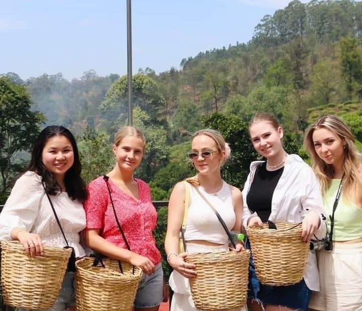 Tourists get the opportunity to pluck green tea leaves.