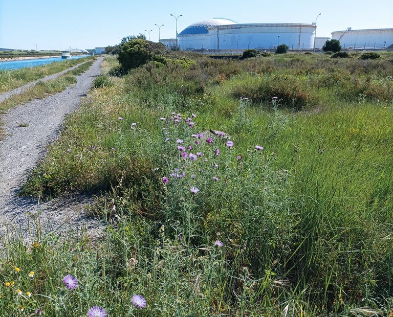 The tow path .
