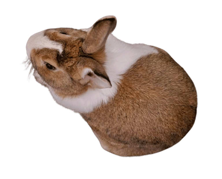a rabbit rabbit sitting on a table with a black and white background