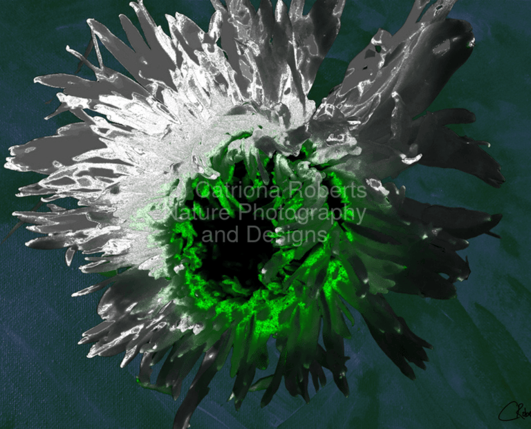 Digital image of an artistic representation of a Chrysanthemum flower.