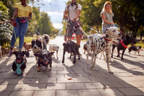 Groupe de chien en balade collective et en session d'éducation collective avec un éducateur canin