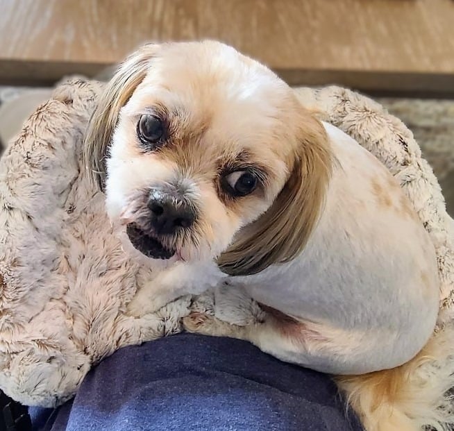 Cute white dog enjoying closer connection in the Furr Lap, Pet Lap Bed