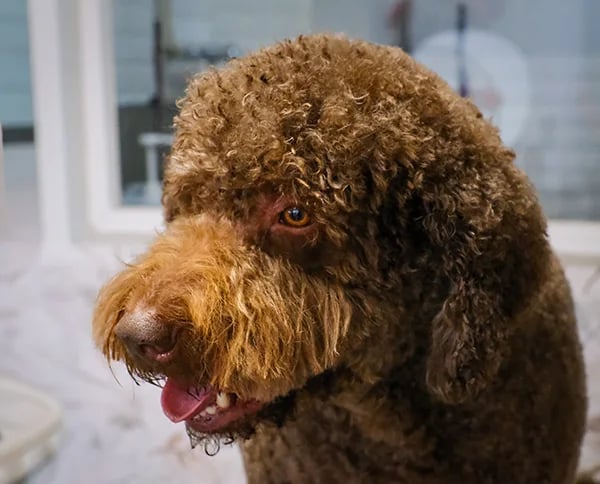peluquería canina perro de aguas