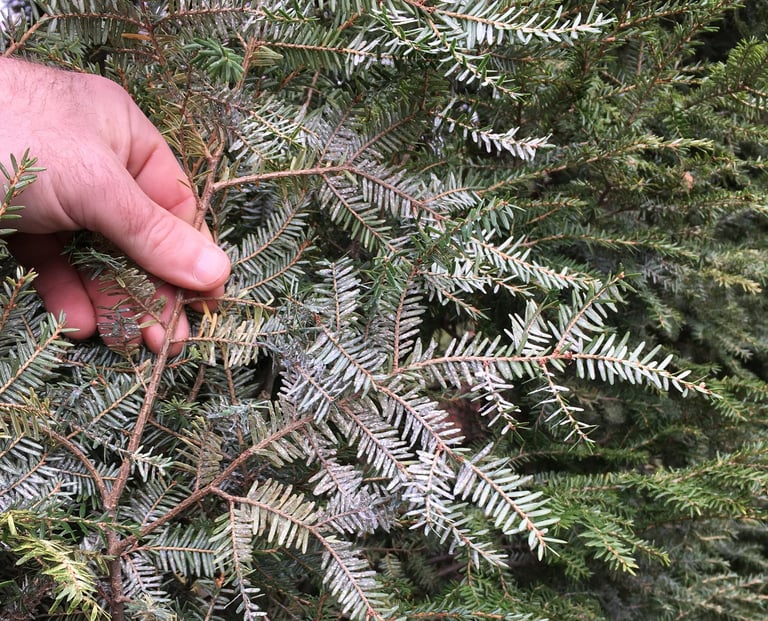 Elongate hemlock scale