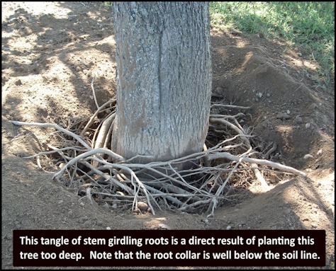 girdling roots caused by deep planting