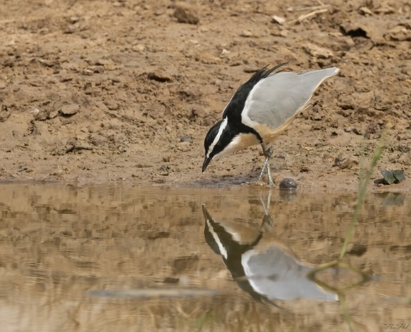 Egyptian Plover feeding at riverbank in The Gambia
