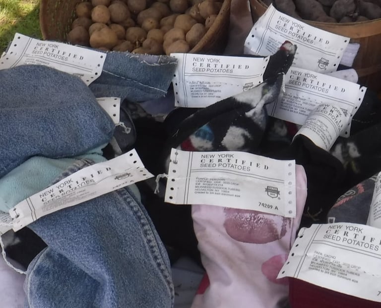 seed potatoes with labels