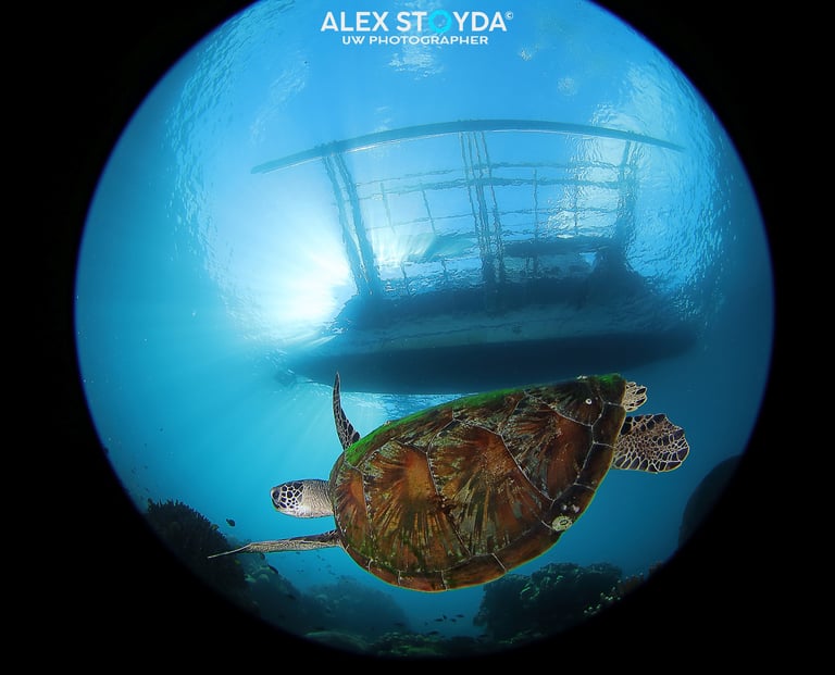 a turtle turtle turtle turtle turtle turtle turtle turtle turtle turtle turtle turtle turtle turtle turtle