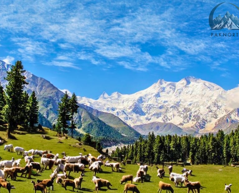 View of nanga parbat from feary meadows 