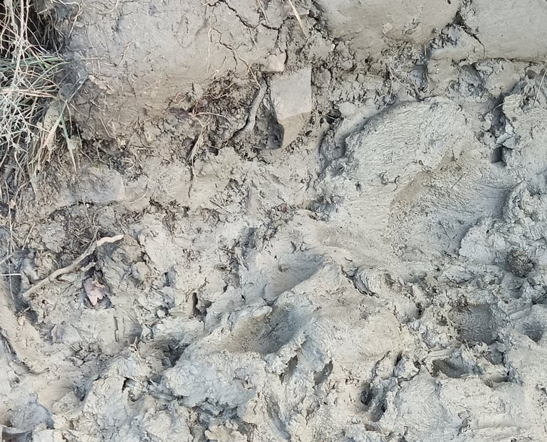 Mud ,glorious mud. A sanglier's paradise.