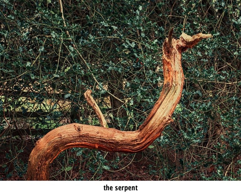 a tree branch in the shape of a serpent in natural woodland