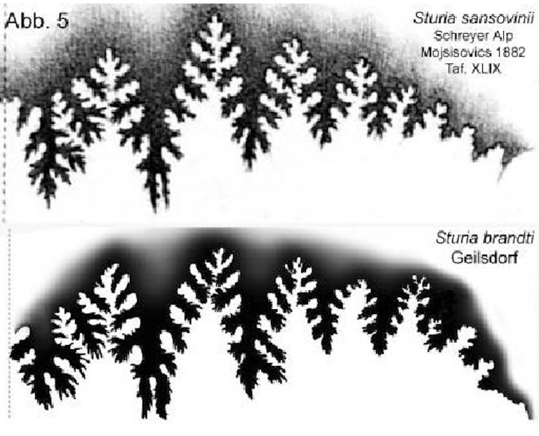 Suture comparison of Sturia sansovinii Mojsisovics and Sturia brandti n. sp.