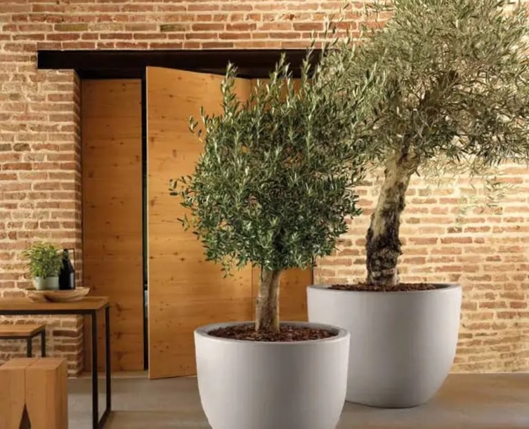 Macetero de diseño moderno de gran capacidad con olivos