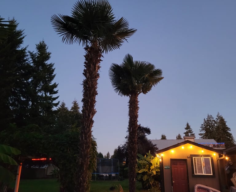 Adult Windmill Palms