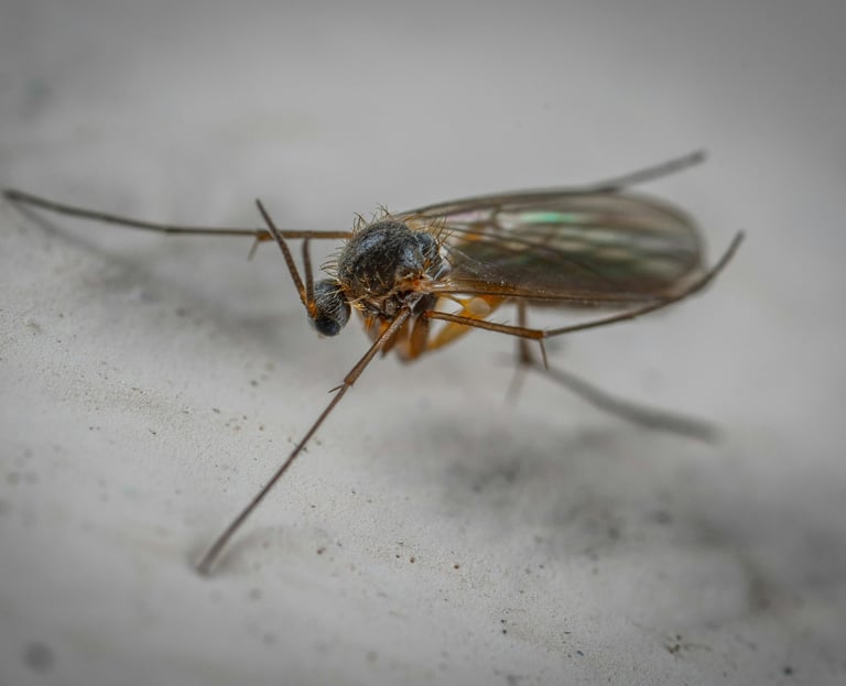 Fungus gnat