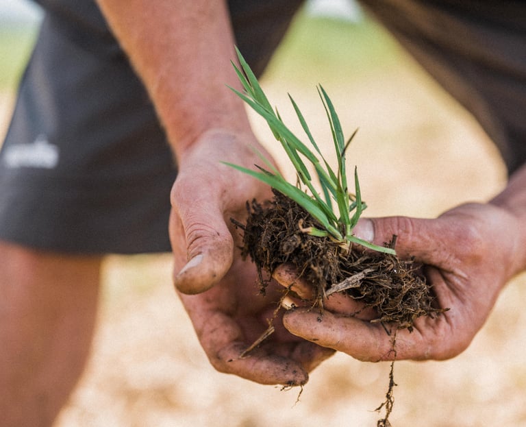 organic wheat plant