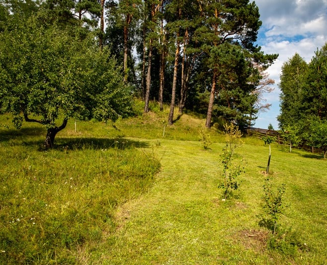 nupjautos žolės dizainas laukinėje vejoje su medžiais 