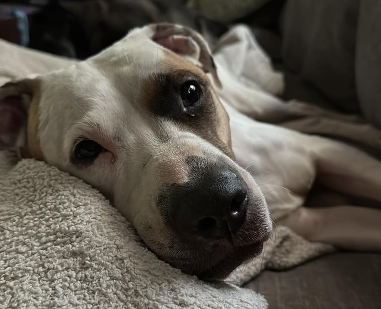 a dog laying on a blanket on a couch