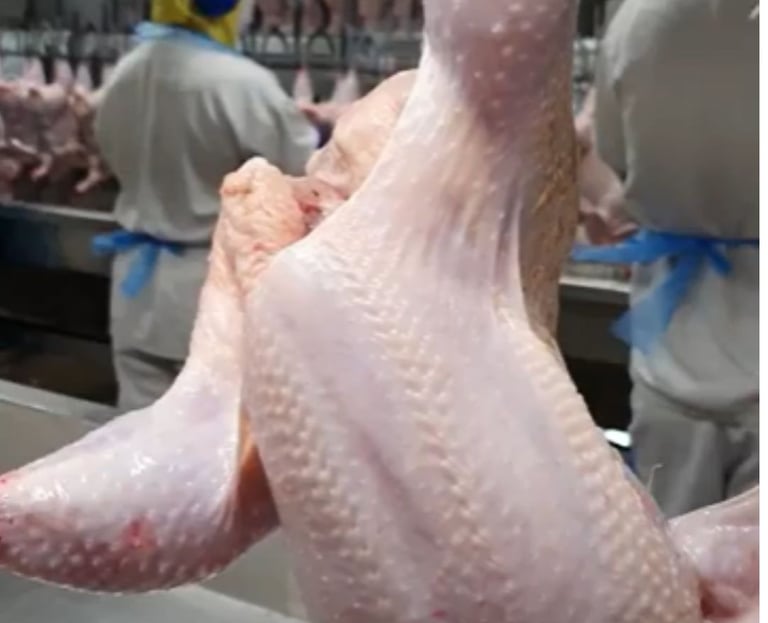 post mortem de suínos