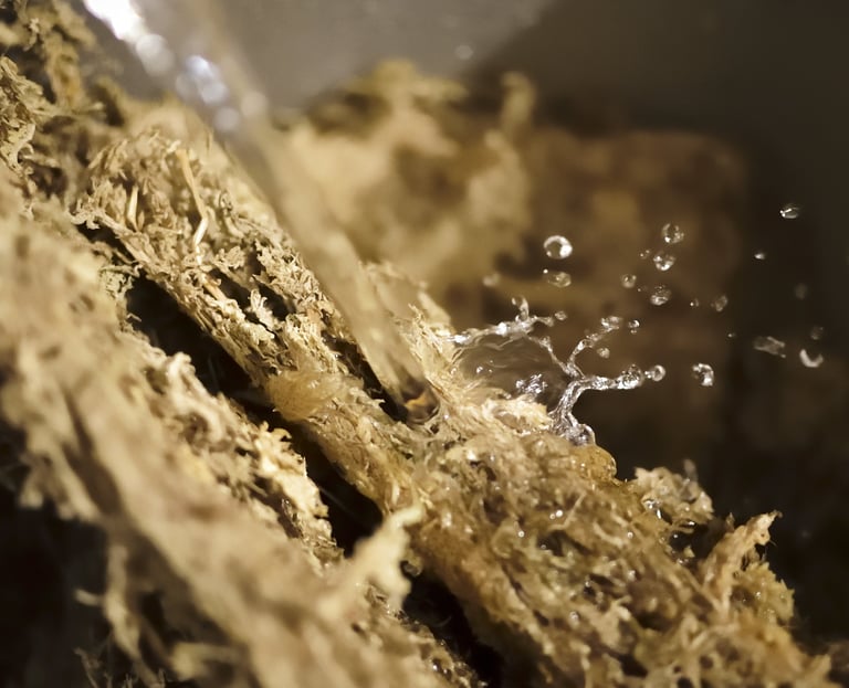 Watering sphagnum moss