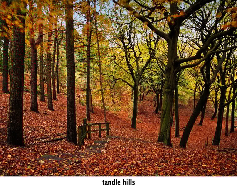 autumn at tandle hills country park leaves and trees