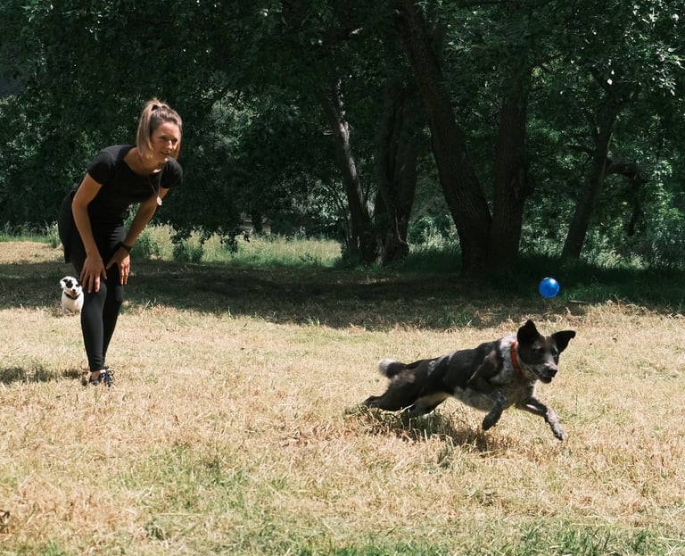Dog training: Learning to play 'fetch' while keeping it fun and safe