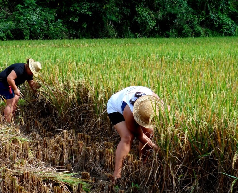 Bali farming