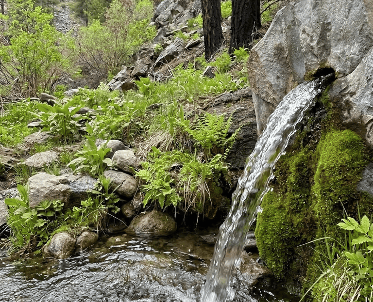 Lulu Wap Spring natural water source with moss and rocks in the Okanagan.