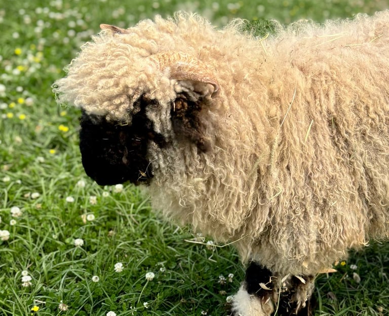 Petting Pal Sheep included with parties