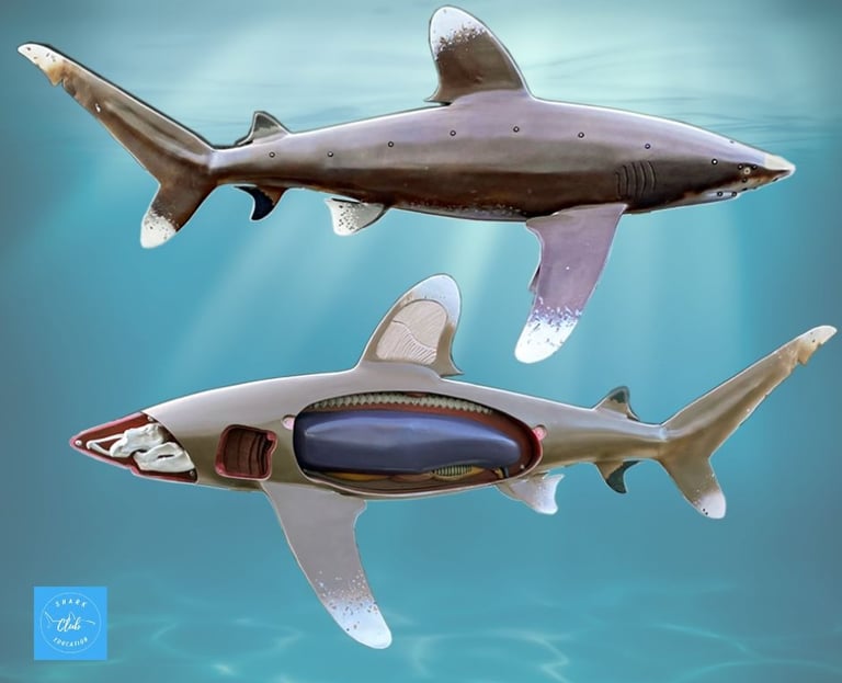 scheman-anatomie-requin