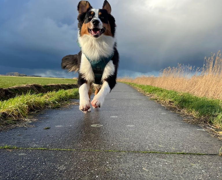 a happy dog running on a paved road