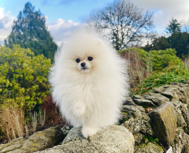 White Pomeranian puppy Canada